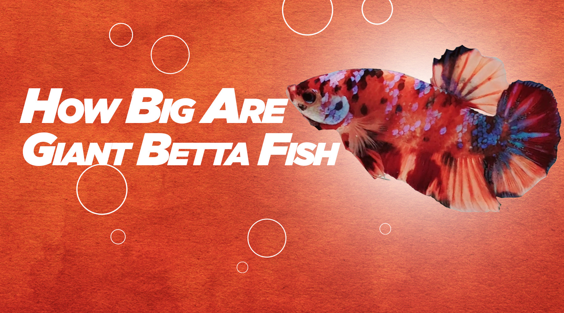 How Big Are Giant Betta Fish
