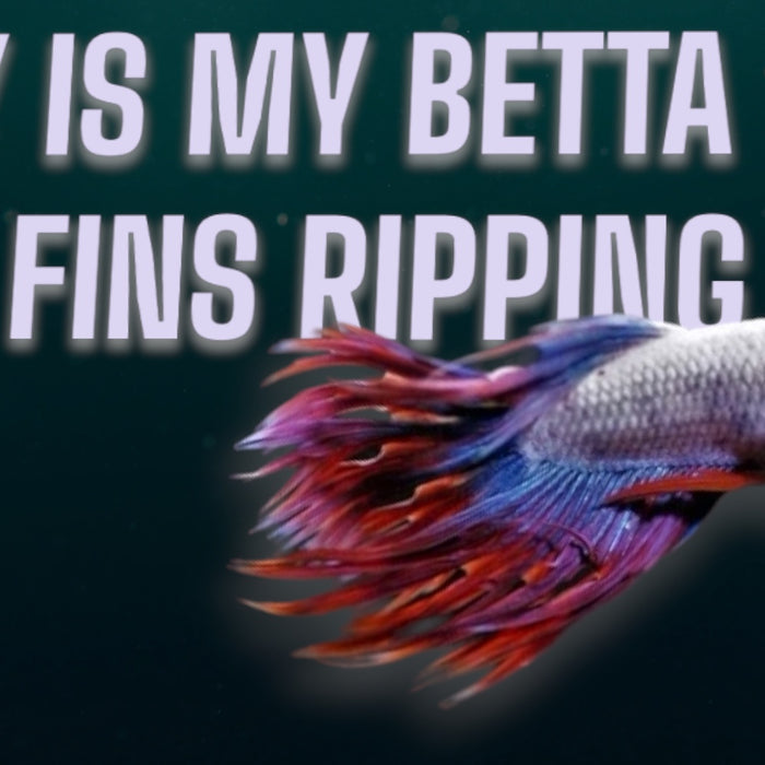 why are my betta fish fins ripping