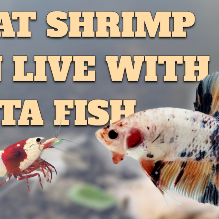 what shrimp can live with betta fish