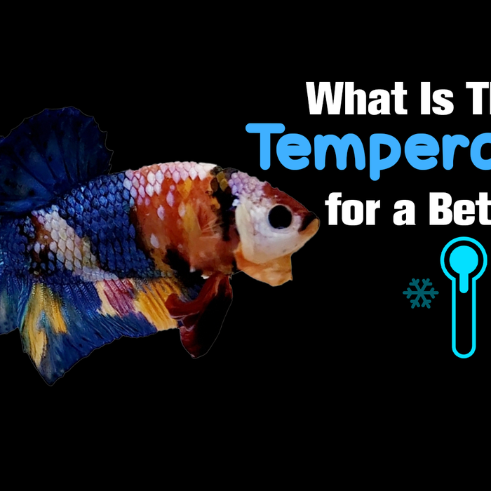 what is the ideal temperature for betta fish