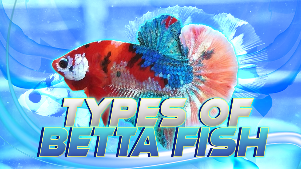 types of betta fish