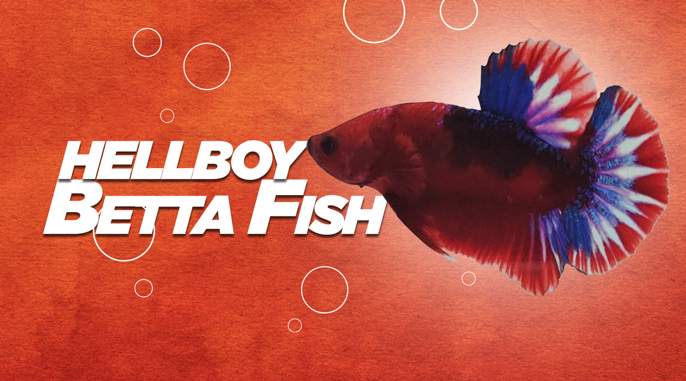 Hellboy Betta Fish