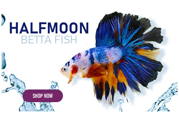 half moon betta fish