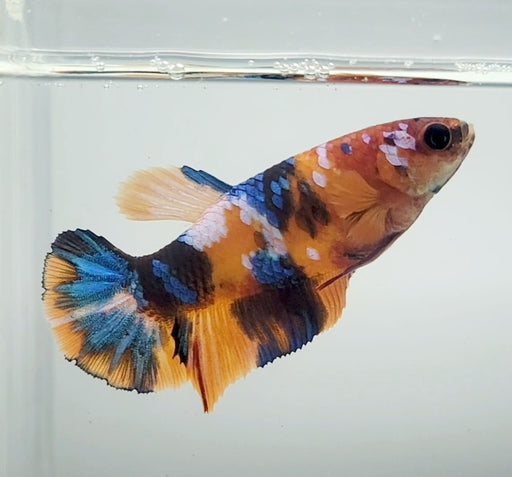 Galaxy Koi Female Betta Fish GK-1409