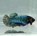 Avatar Copper Female Betta Fish AC-1171