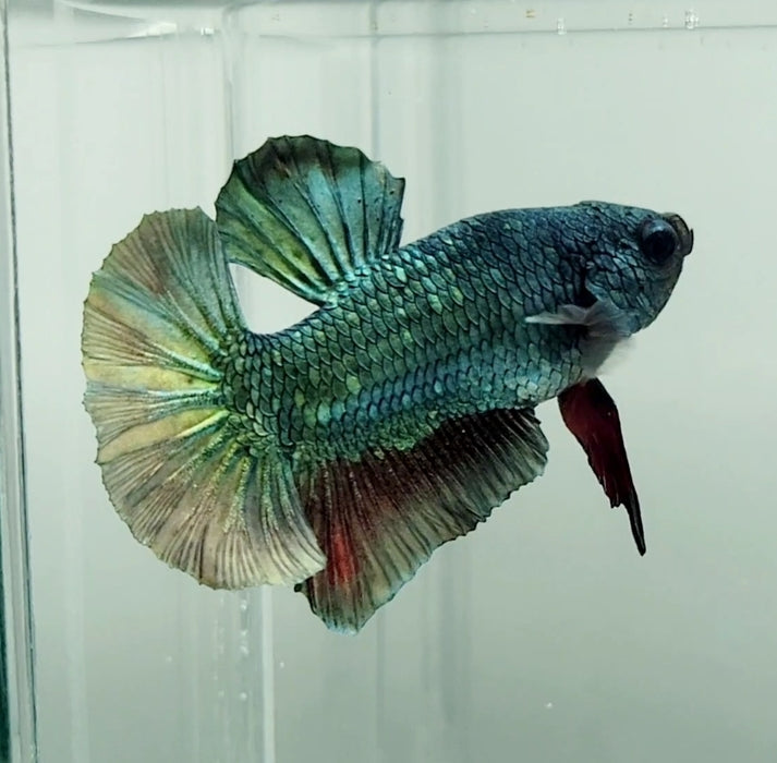Avatar Copper Male Betta Fish AC-1173