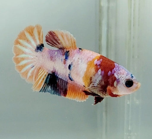 Galaxy Koi Betta Fish Female GK-1524