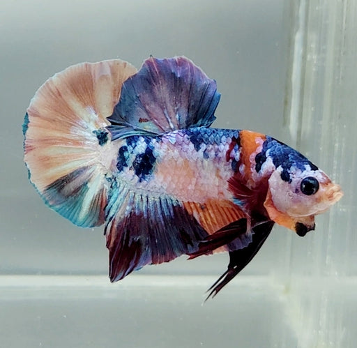 Galaxy Koi Betta Fish Male  GK-1522