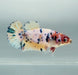 Galaxy Koi Betta Fish Female GK-1527
