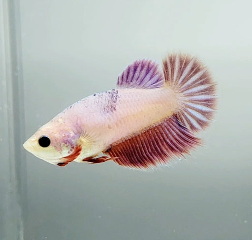Pink Halfmoon Feathertail Female Betta Fish HM-1375