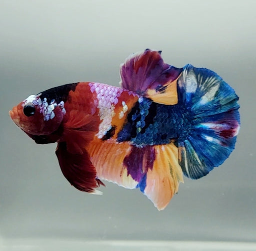 Galaxy Koi Betta Fish Male  GK-1521
