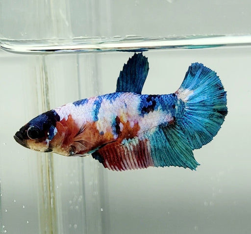 Galaxy Koi Female Betta Fish GK-1433