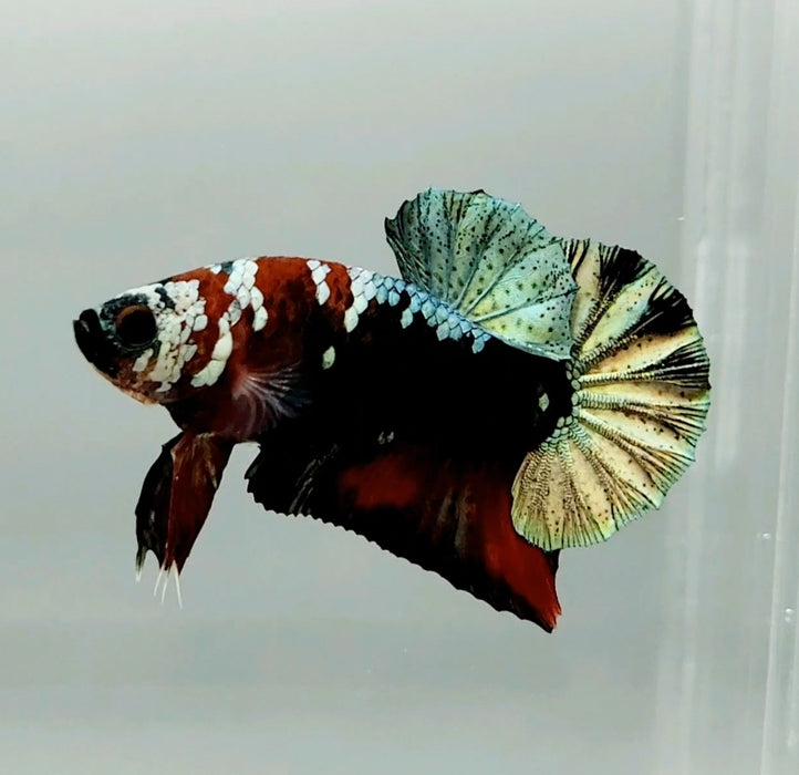 Red Copper Koi Male Betta Fish RC-0650