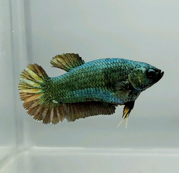 Avatar Copper Female Betta Fish AC-0760