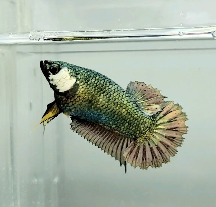 Avatar Copper Female Betta Fish AC-0764