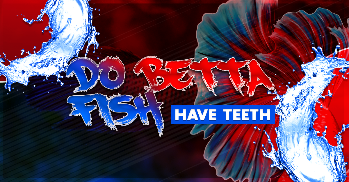 do betta fish have teeth