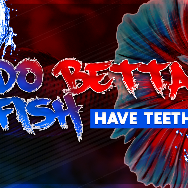 do betta fish have teeth