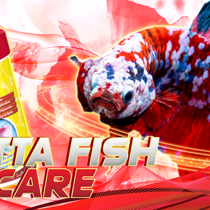 Betta Fish Care | Betta Care