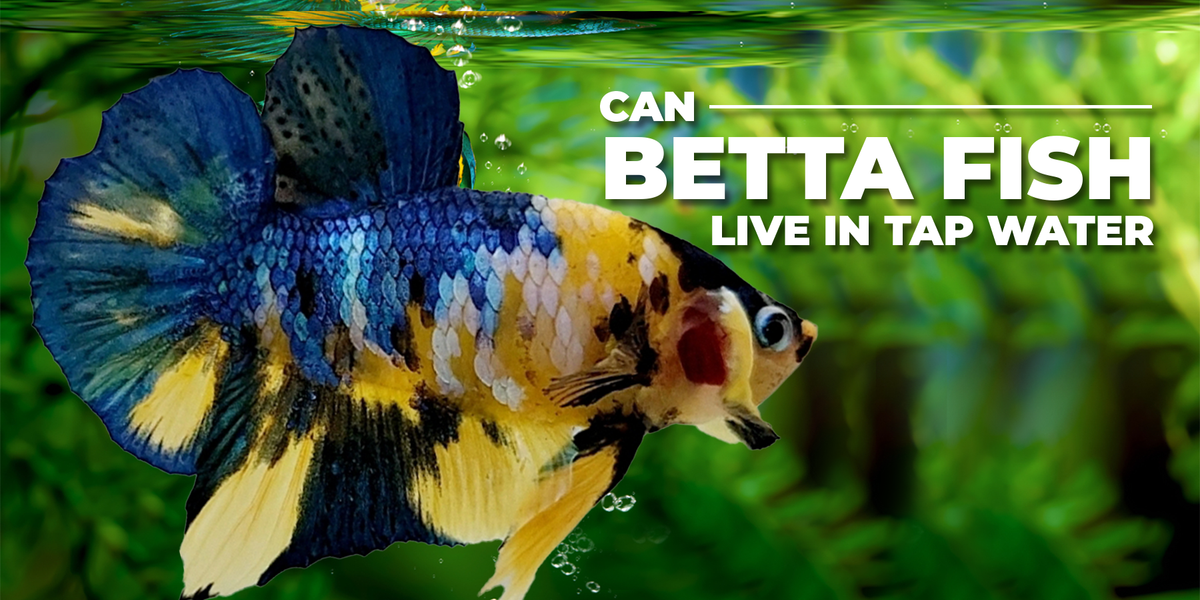 Can Betta Fish Live in Tap Water — JV Betta