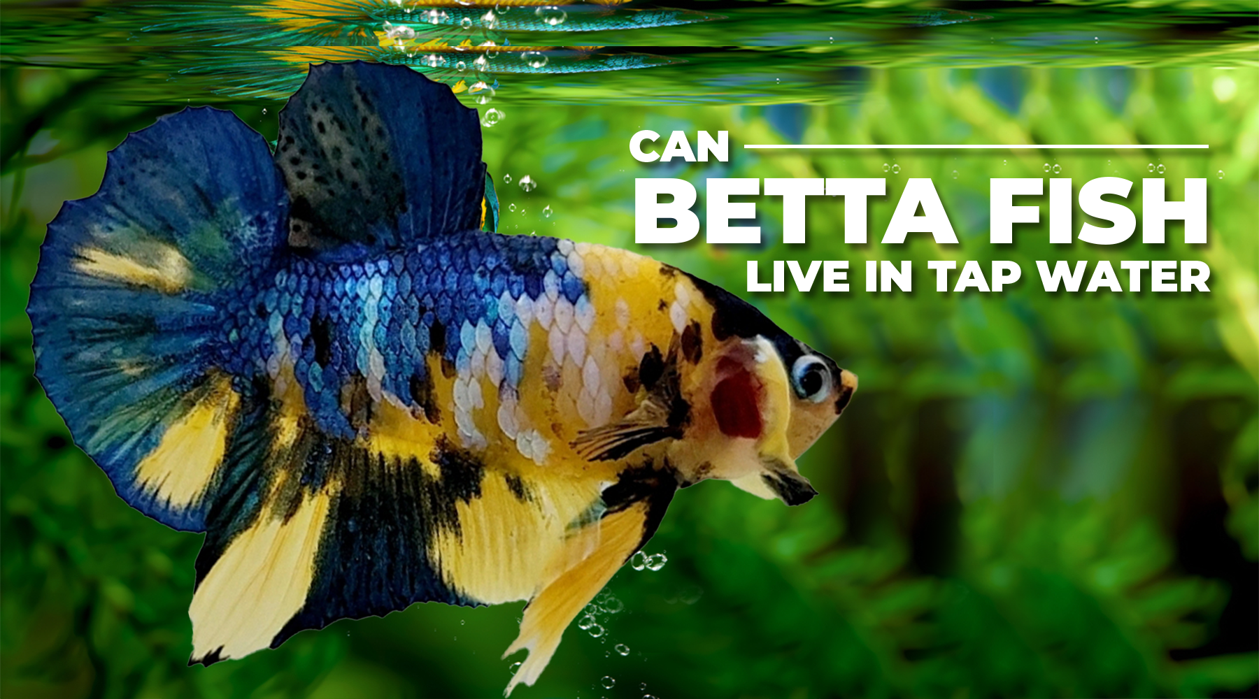 can-betta-fish-live-in-tap-water