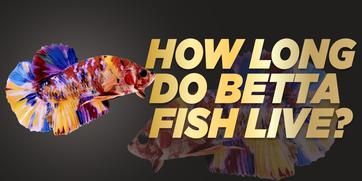 How Long Do Betta Fish Live  Betta Fish Lifespan — JV Betta