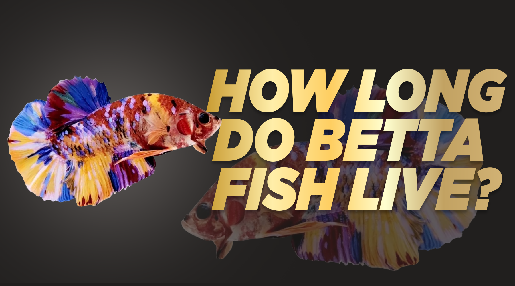 how long do betta fish live