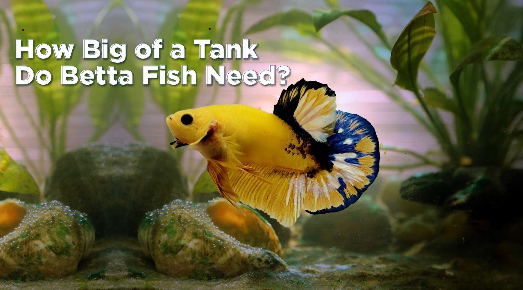How Big Of A Tank Does Betta Fish Need