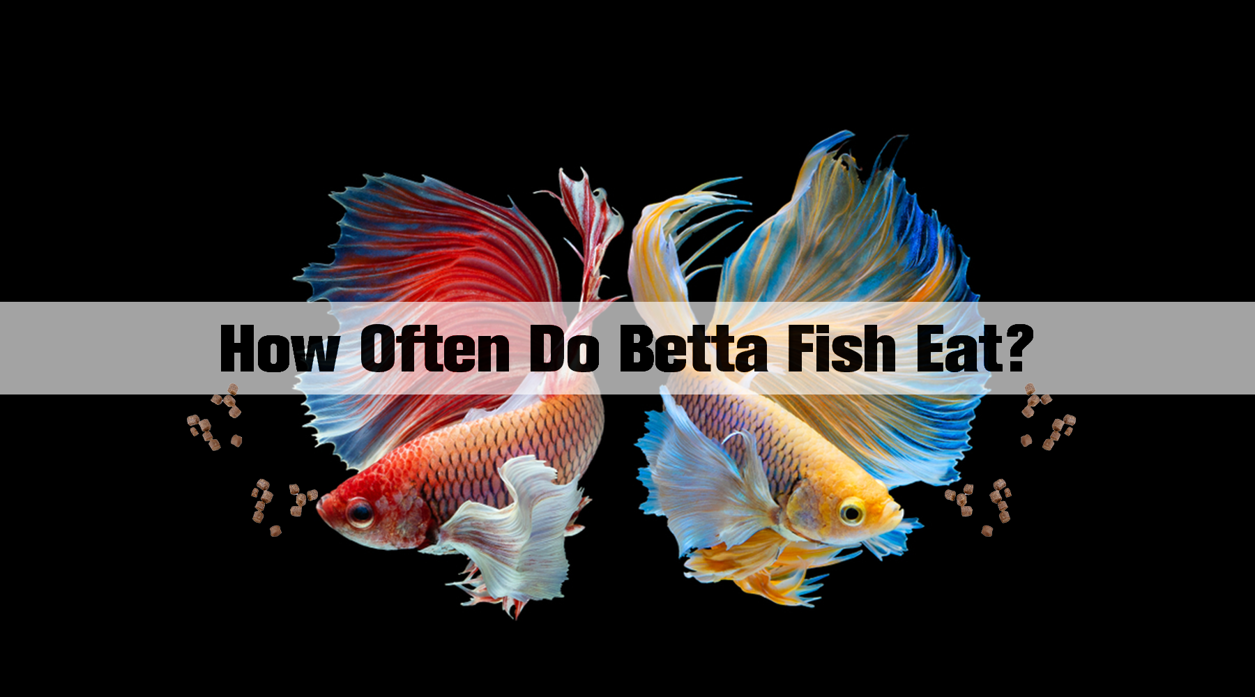 how often do betta fish eat