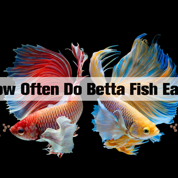 how often do betta fish eat