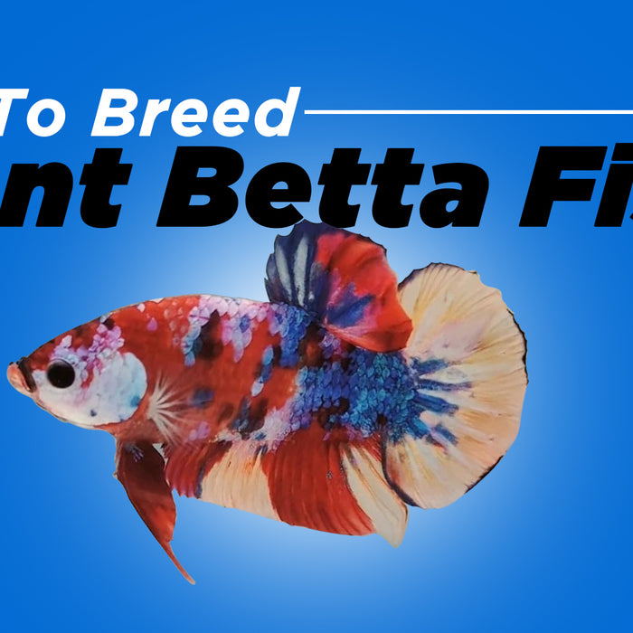 how to breed giant betta fish