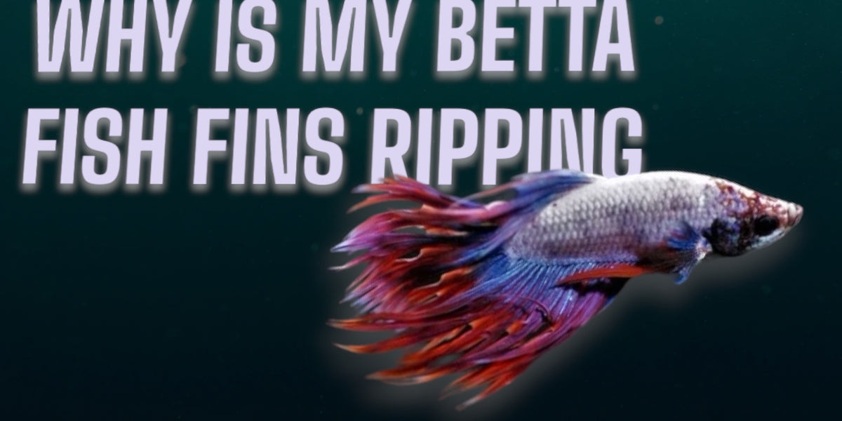 Why Is My Betta Fish Fins Ripping? — JV Betta