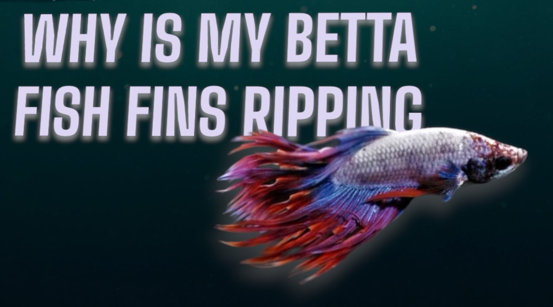 why are my betta fish fins ripping