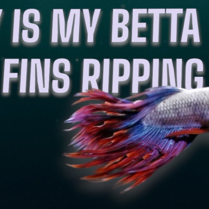 why are my betta fish fins ripping