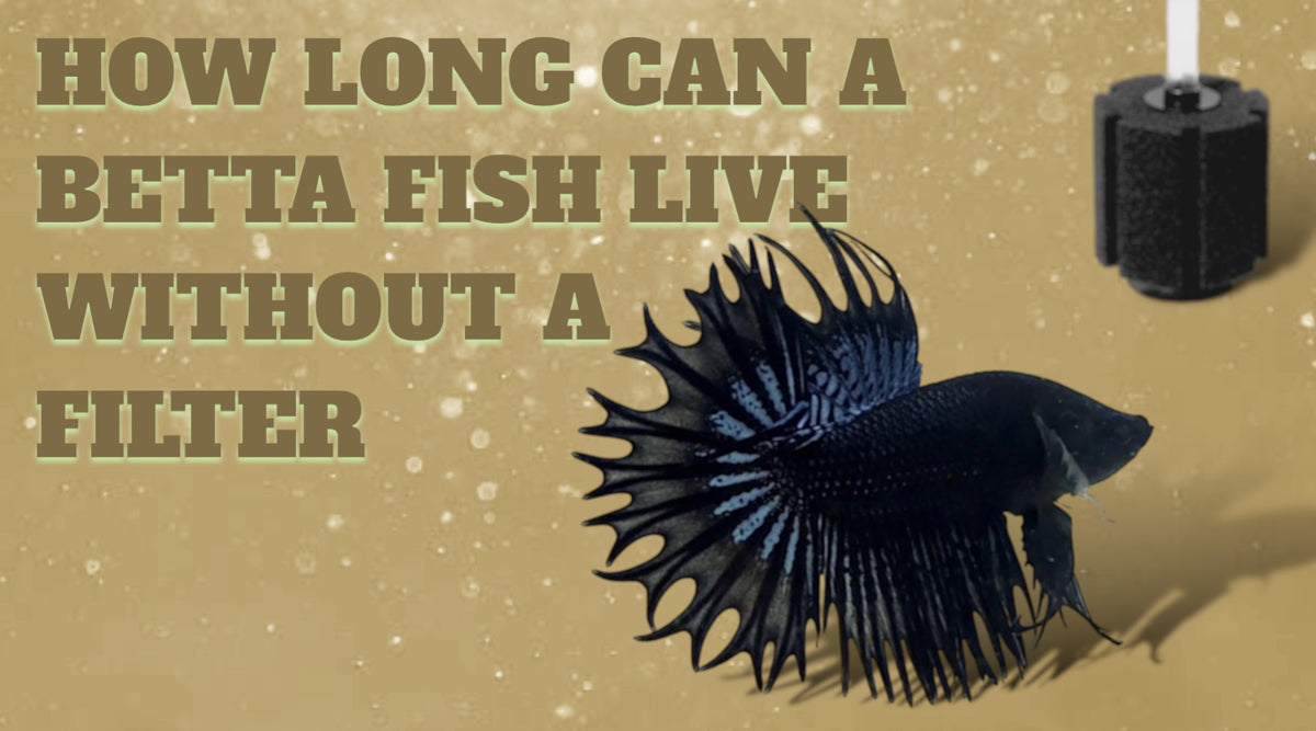 How Long Can A Betta Fish Live Without A Filter? — JV Betta