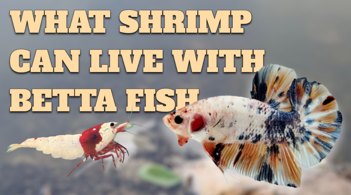 What Shrimp Can Live With Betta Fish? — JV Betta