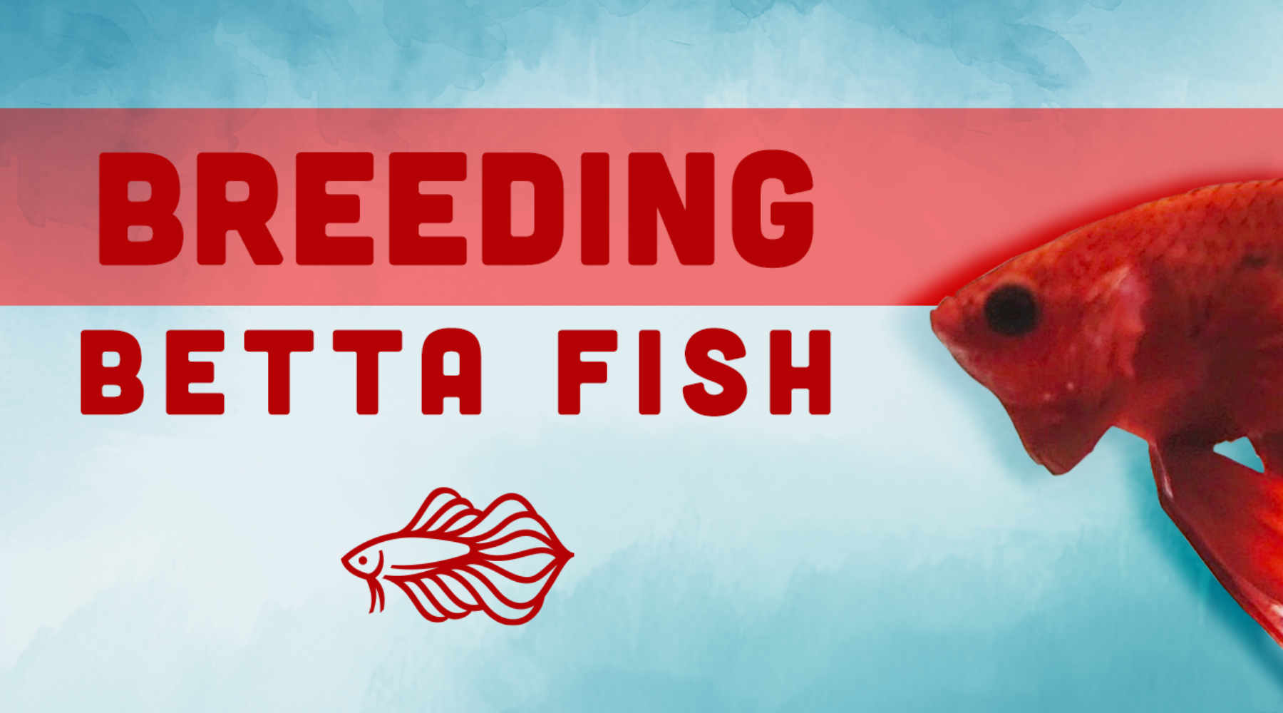 breeding betta fish