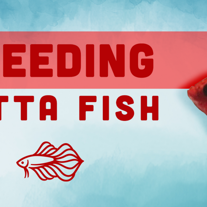 breeding betta fish