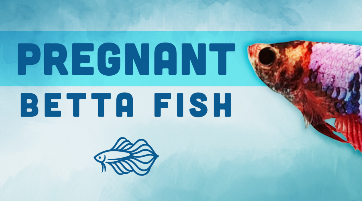 Pregnant betta fish shop care