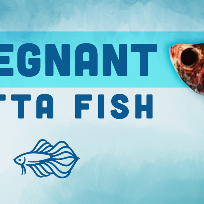 pregnant betta fish
