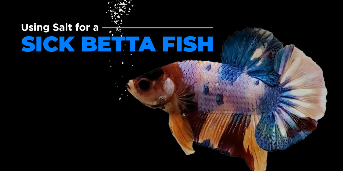 Using Epsom Salt to Treat Sick Betta Fish — JV Betta