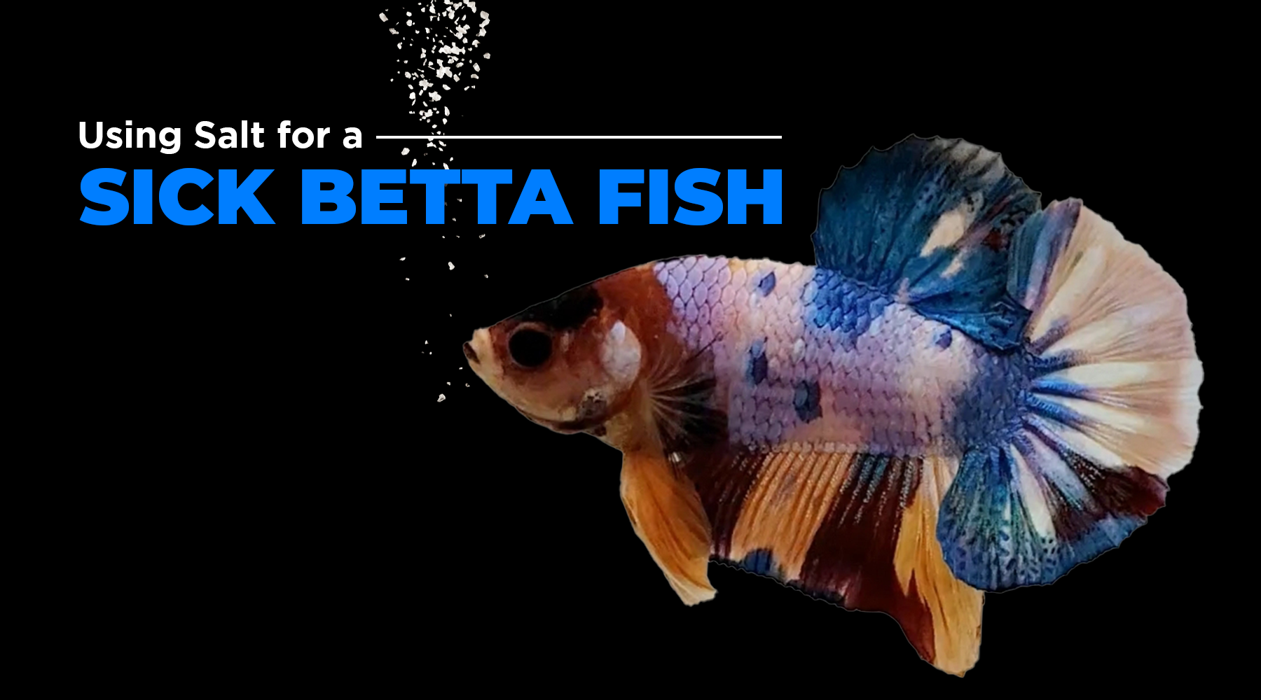 Using Epsom Salt to Treat Sick Betta Fish