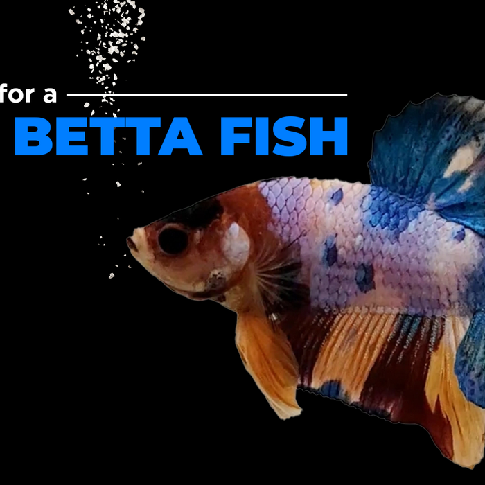 Using Epsom Salt to Treat Sick Betta Fish