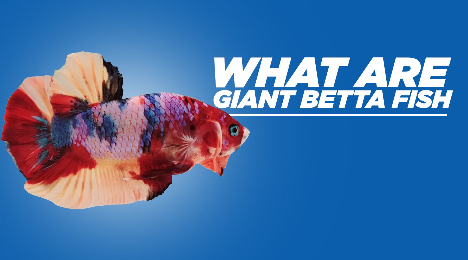 What are Giant Betta Fish