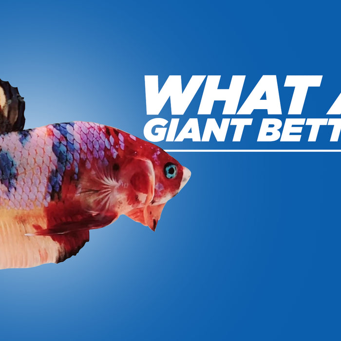What are Giant Betta Fish