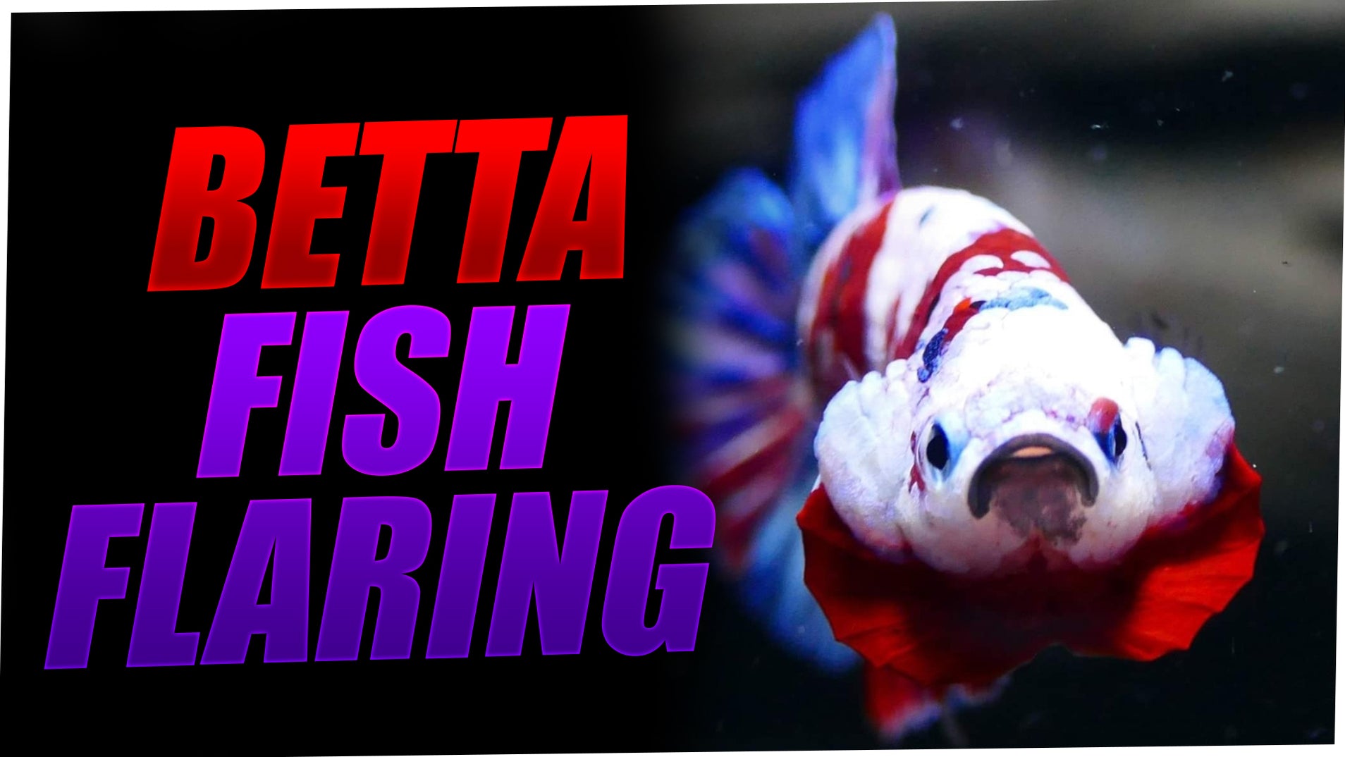 Betta Fish Flaring | Betta Fish Flaring Gills — JV Betta