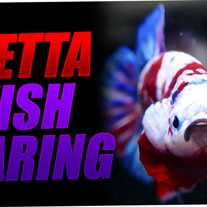 Betta Fish Flaring | What You Should Know
