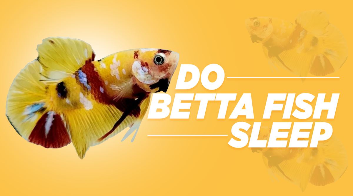 Do Betta Fish Sleep? — JV Betta