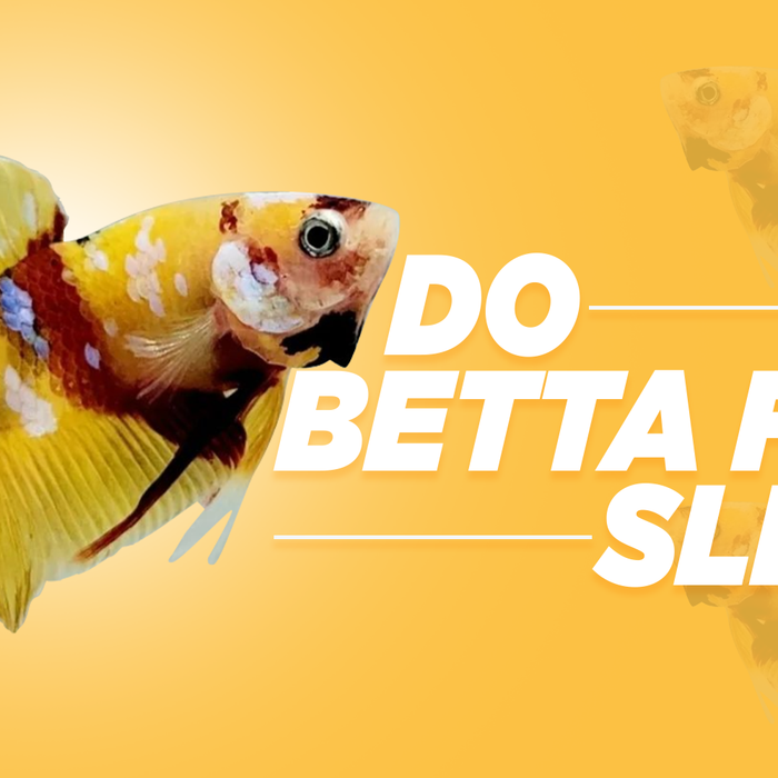 do betta fish sleep