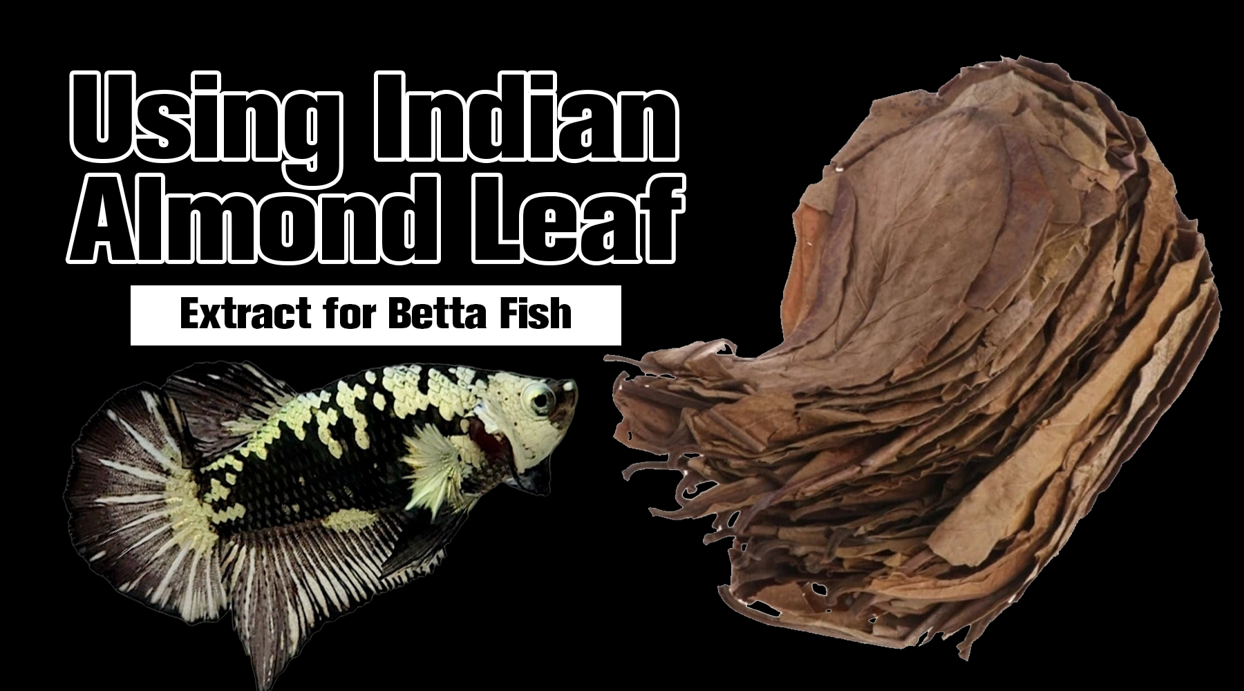 Using Indian Almond Leaf Extract For Betta Fish