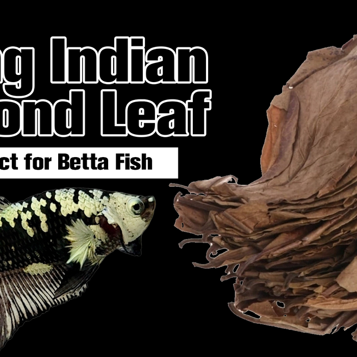 Using Indian Almond Leaf Extract For Betta Fish
